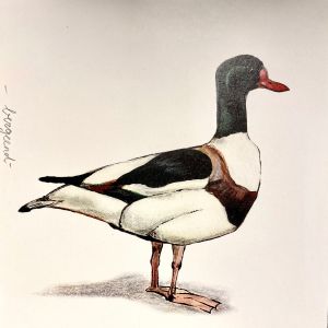 Vogelkaart