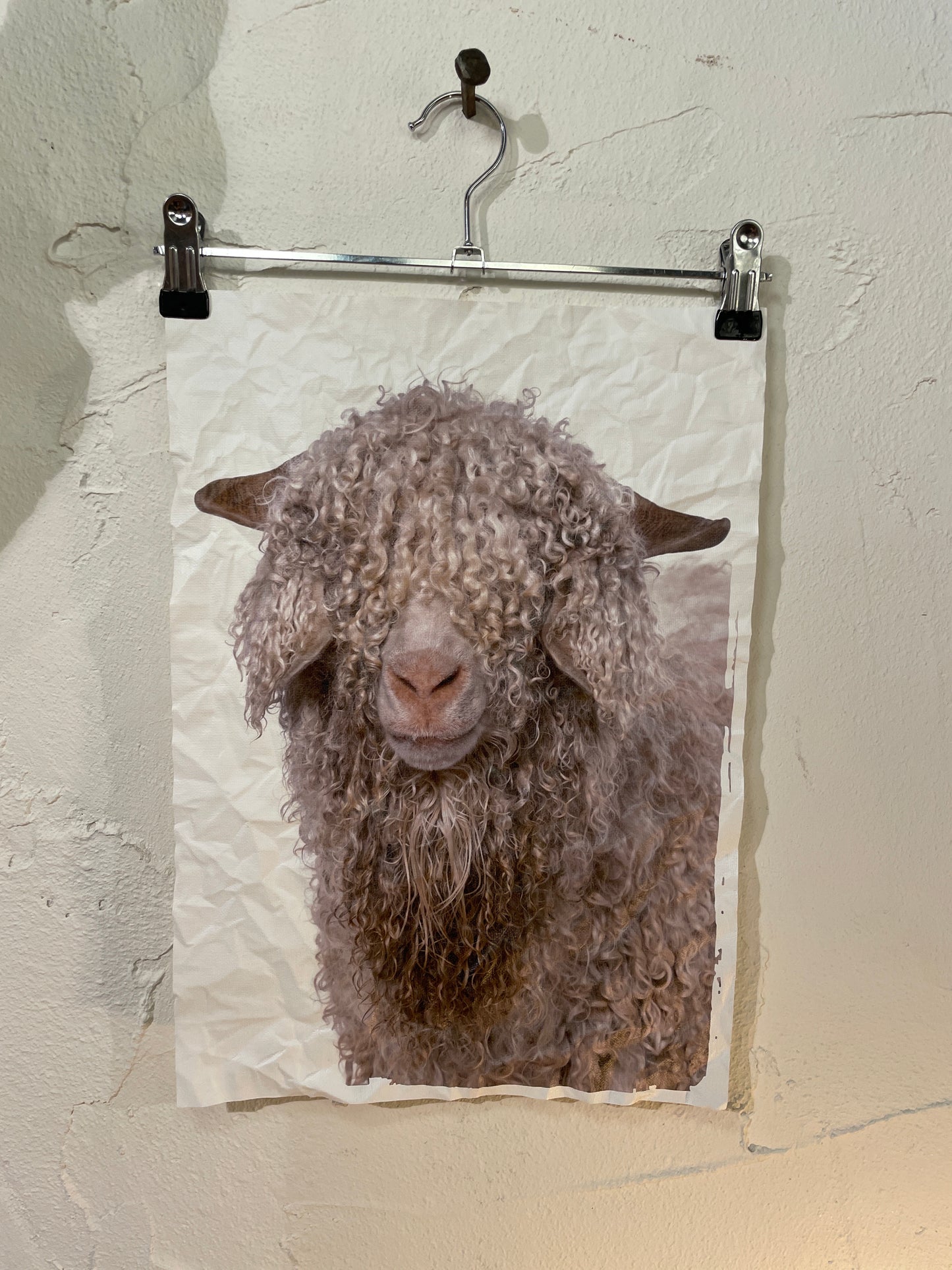 Canvas kaart ‘ Dreadlock Schaap’