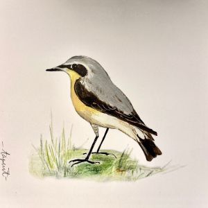 Vogelkaart