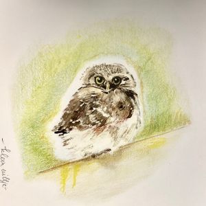 Vogelkaart