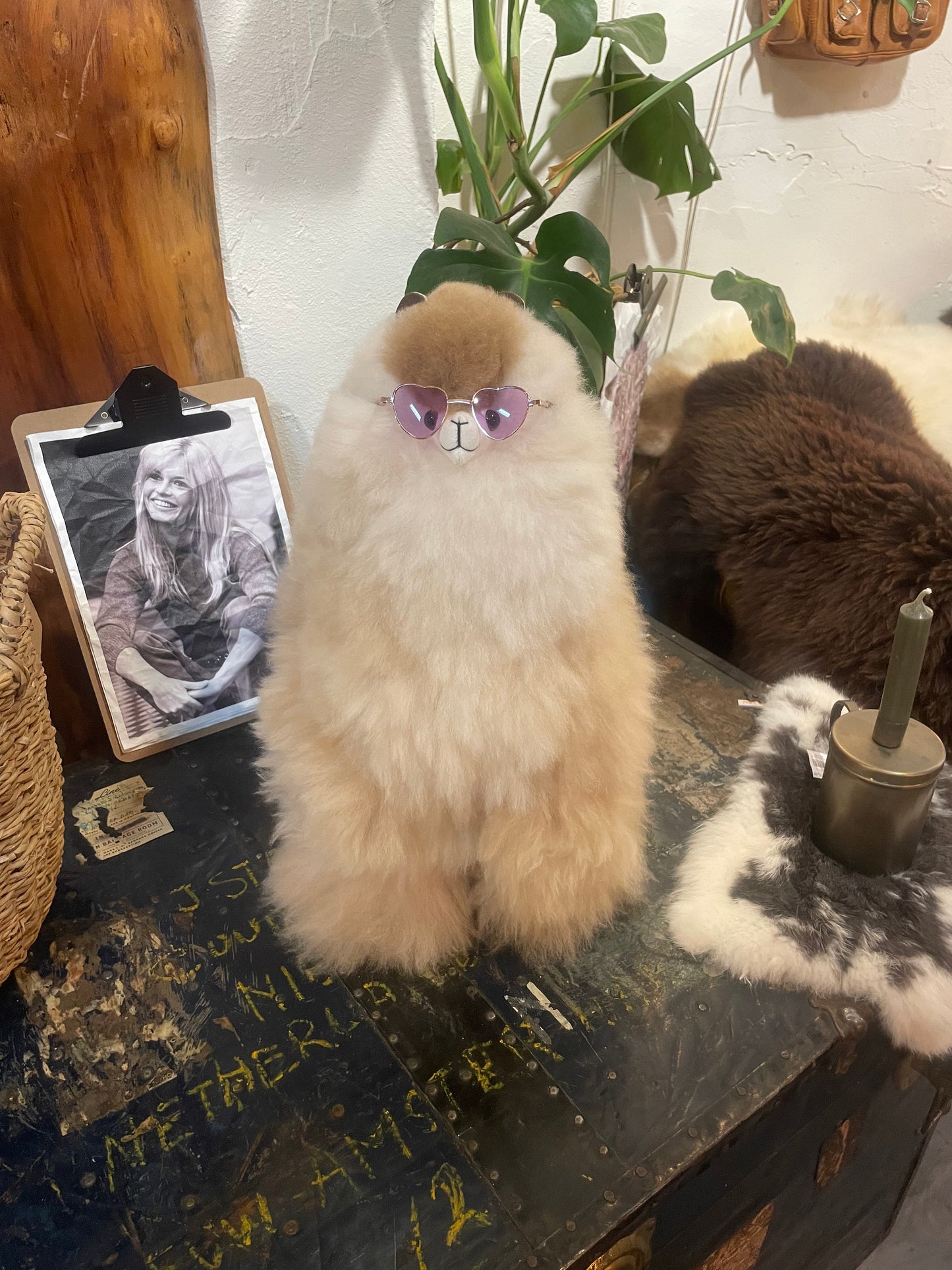 Alpaca Large
