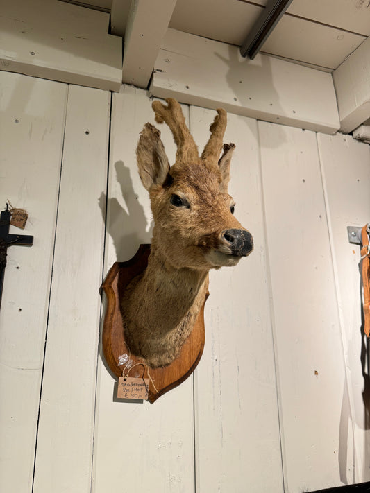 Taxidermie ree hoofd