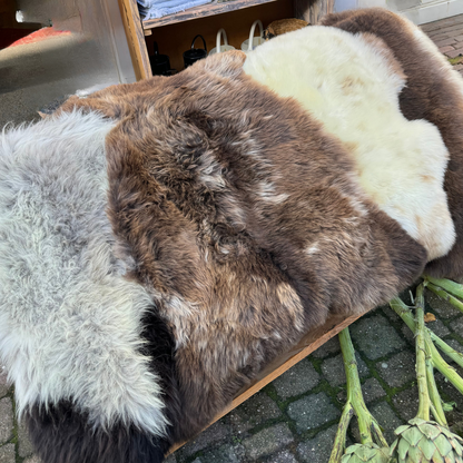 Schapenvachten